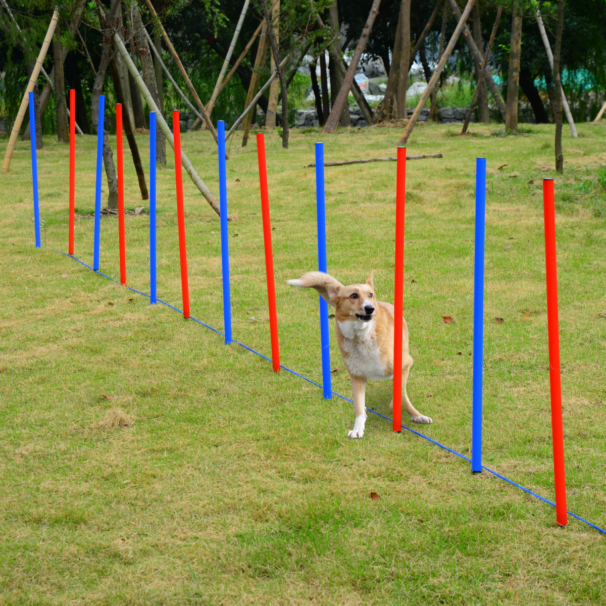 Pet Agility Training Set for Dogs: Hoop, Poles, Tunnel & Obedience Kit